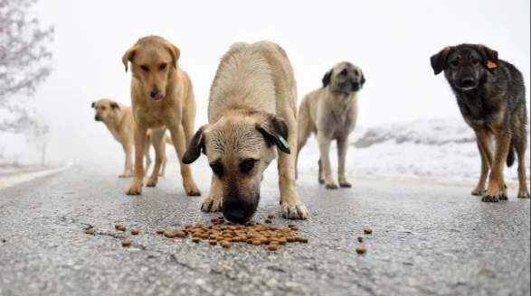 Hayvanların hepsini öldürelim mi?