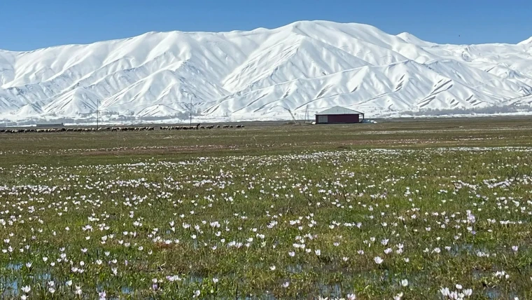 Yüksekova'da baharın müjdecisi kardelenler çiçek açtı 6