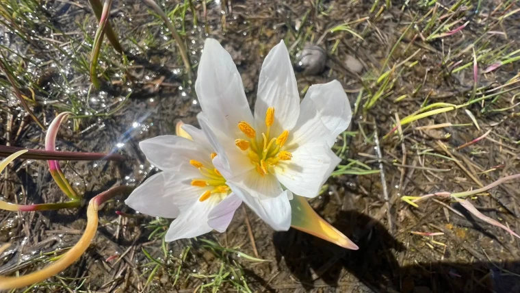 Yüksekova'da baharın müjdecisi kardelenler çiçek açtı 7