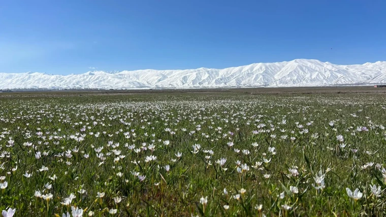 Yüksekova'da baharın müjdecisi kardelenler çiçek açtı 2