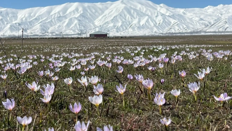 Yüksekova'da baharın müjdecisi kardelenler çiçek açtı 9