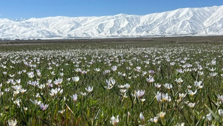 Yüksekova'da baharın müjdecisi kardelenler çiçek açtı 3