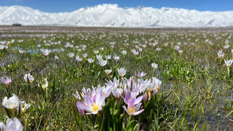 Yüksekova'da baharın müjdecisi kardelenler çiçek açtı 8