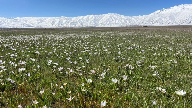 Yüksekova'da baharın müjdecisi kardelenler çiçek açtı 1