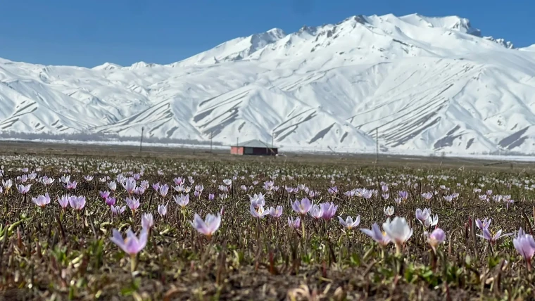Yüksekova'da baharın müjdecisi kardelenler çiçek açtı 5