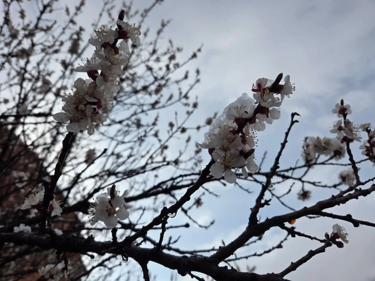 Doğu Karadeniz’de nisan ayında kar yağdı 2