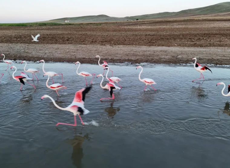 Tuz Gölü’ne göç yolunda mola veren flamingolar renkli görüntüler oluşturdu 2
