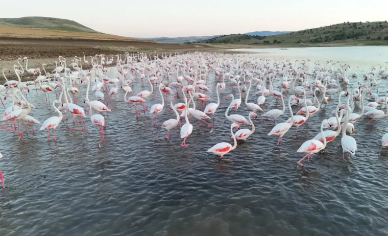 Tuz Gölü’ne göç yolunda mola veren flamingolar renkli görüntüler oluşturdu 3