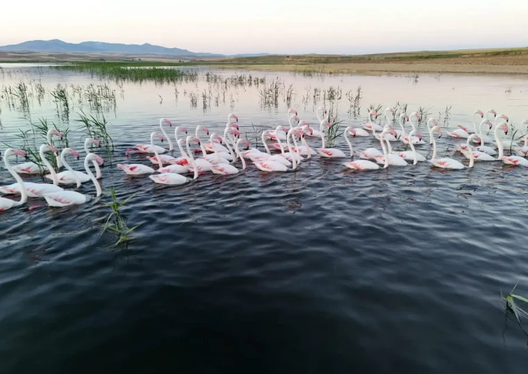 Tuz Gölü’ne göç yolunda mola veren flamingolar renkli görüntüler oluşturdu 5