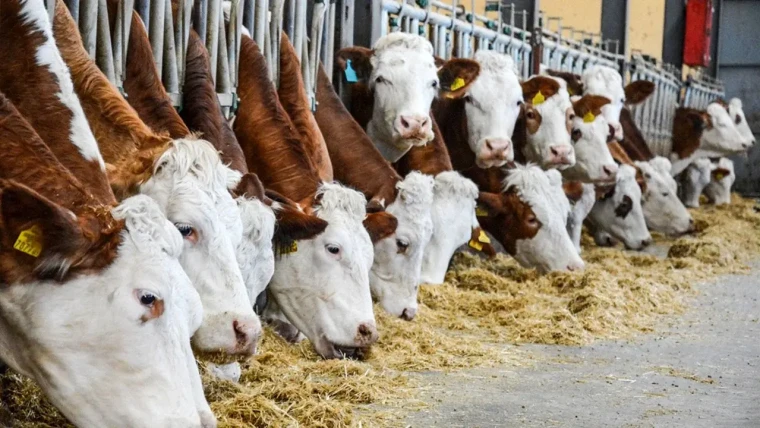 Hayvancılık  can çekişiyor