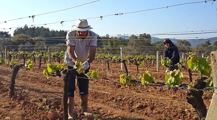 Tarım ve gıda politikaları
