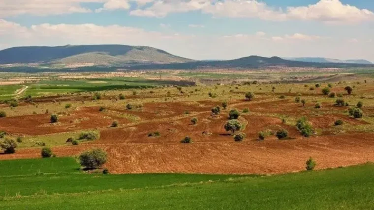 Bu variyet nereden?