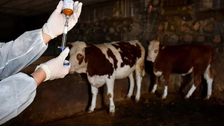 Kars ve Ardahan ve Iğdır'da şap hastalığı