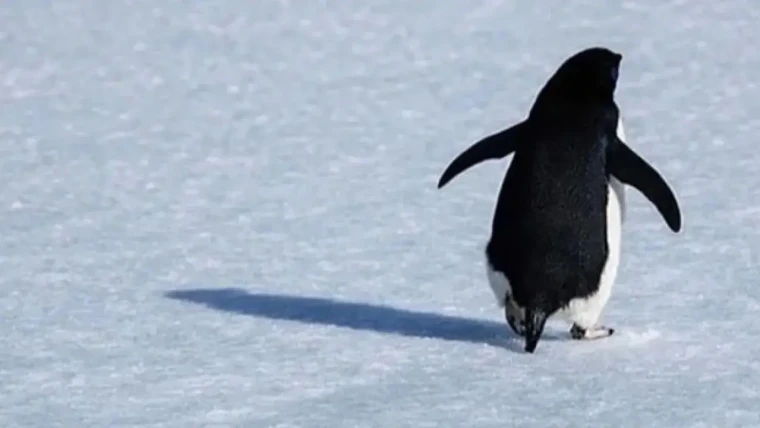 Sürüden ayrılan penguen