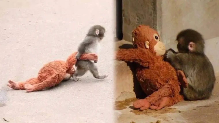 Sosyal medya Punch’ı konuşuyor: Neden bir maymun peluş bir hayvana sarılıyor?