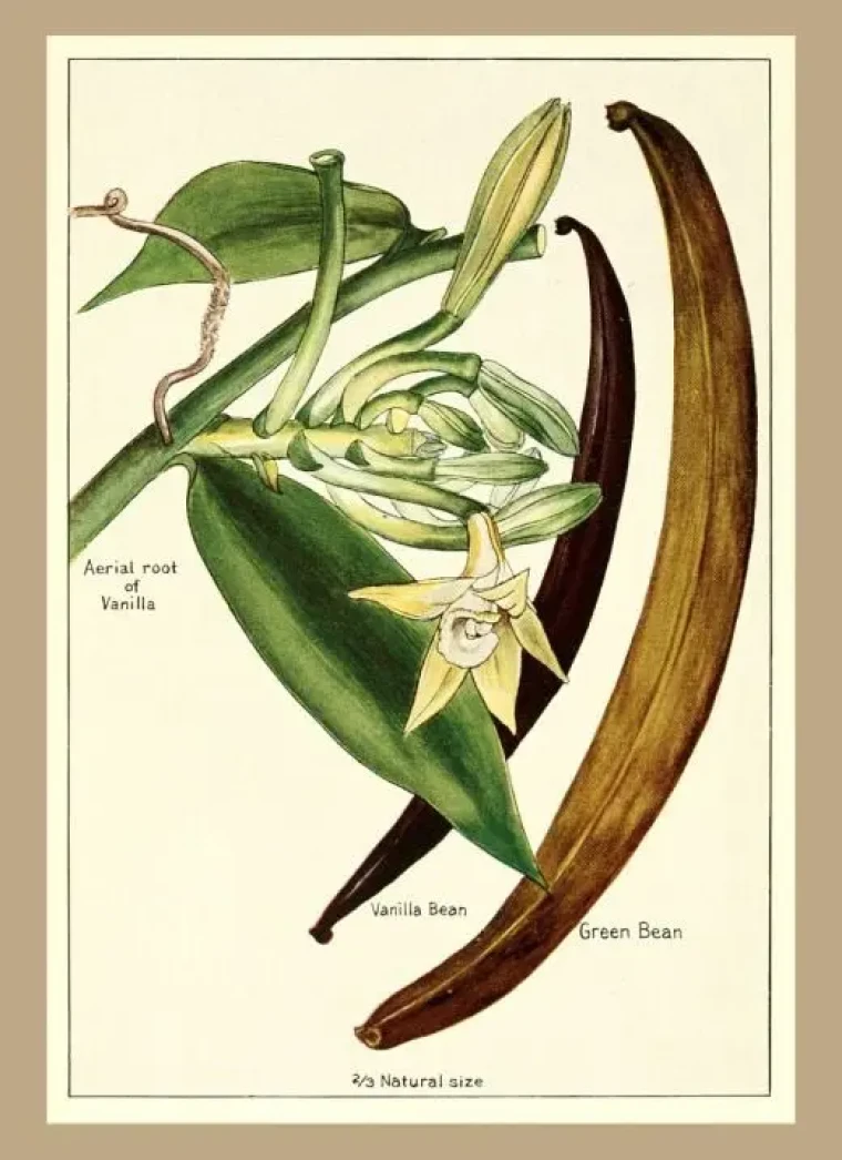 Küçük bir köle ile gelen koku