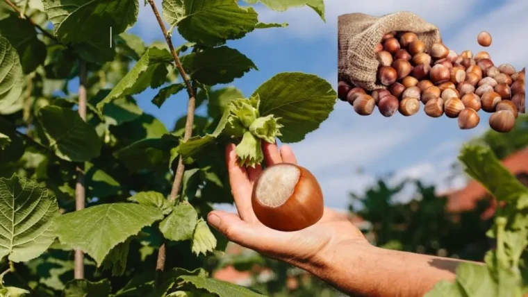 Karadenizin yeşil altını fındık