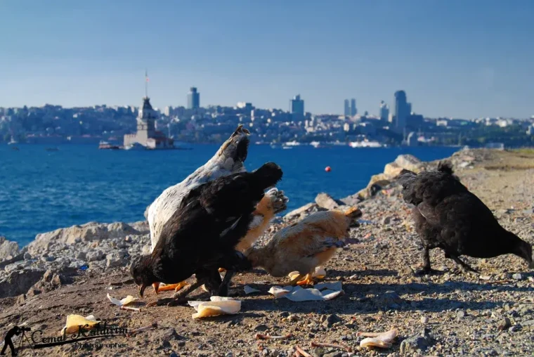 Üsküdar'a gider iken...