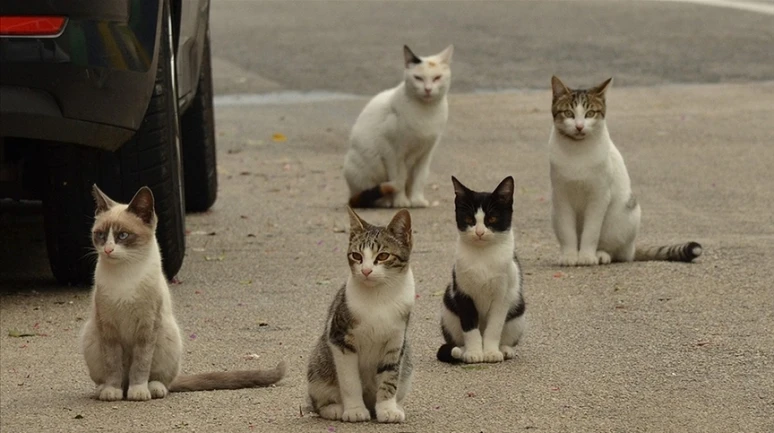 Sokak kedileri Rumlara dert oldu