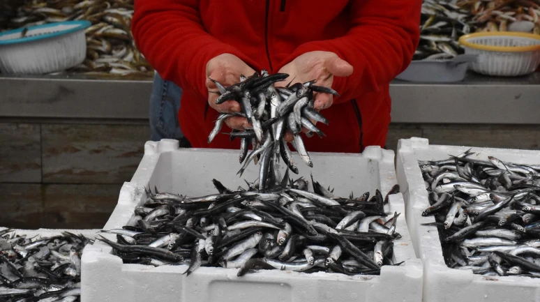 Gürpınar Balık Hali'nde hamsi bolluğu