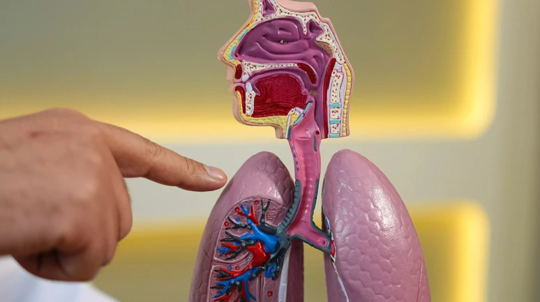 Akciğer sönmesi: Nasit bir kas ağrısı zannedilebilir