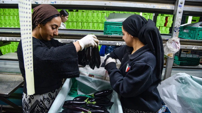 Sebze ihracatı artış gösterdi