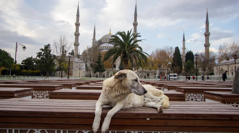 Bütün köpekleri toplayın!