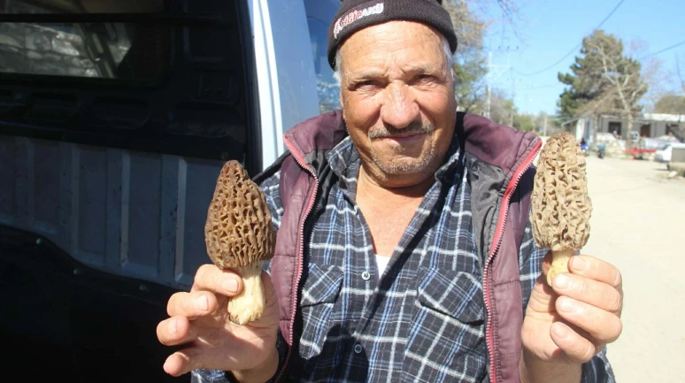 Dağ köylerinde kuzugöbeği mantarı gelir kapısı oldu