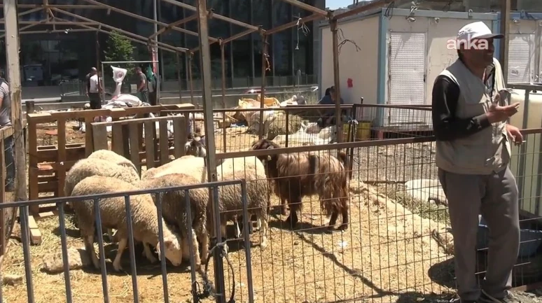 Kurbanlıklar elde kaldı!