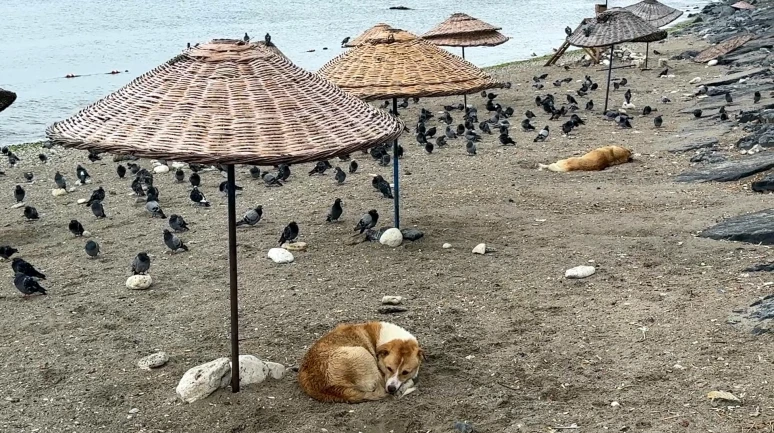 Avcılar’da havalar serinledi, sahil güvercinlere kaldı